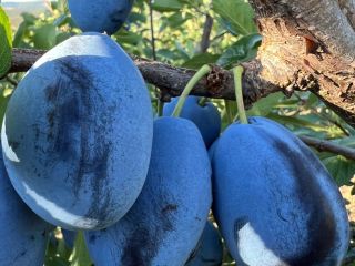Venta de ciruelas Stanley frescas de Moldavia Ofrecemos a