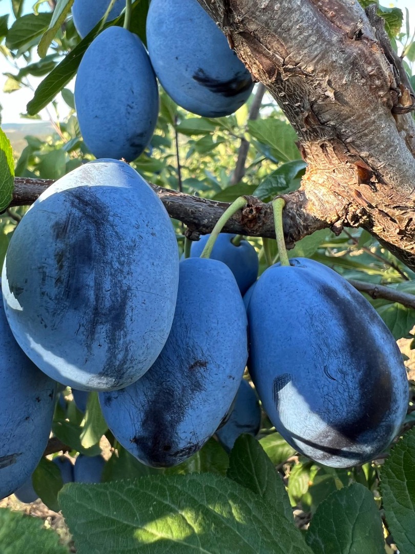 Venta de ciruelas Stanley frescas de Moldavia Ofrecemos a la venta ciruelas Stanley frescas directamente de las soleadas plantaciones de Moldavia