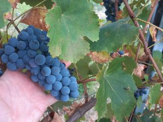 Vendo uvas para vino de calidad Lambrusco Grasparossa y