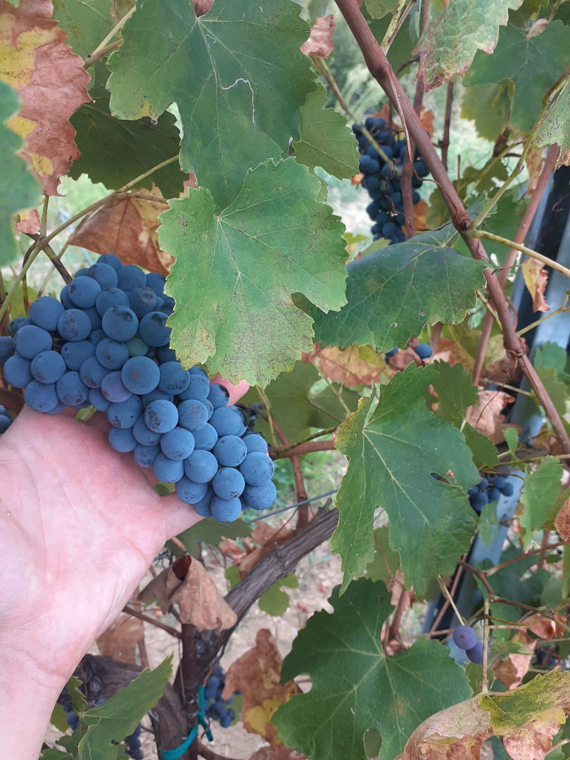 Vendo uvas para vino de calidad Lambrusco Grasparossa y Trebbiano Modenese