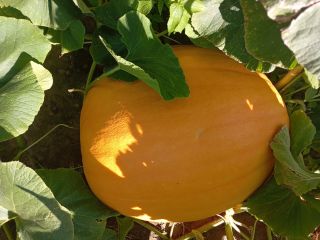 Hola, tengo a la venta una calabaza comestible Golias