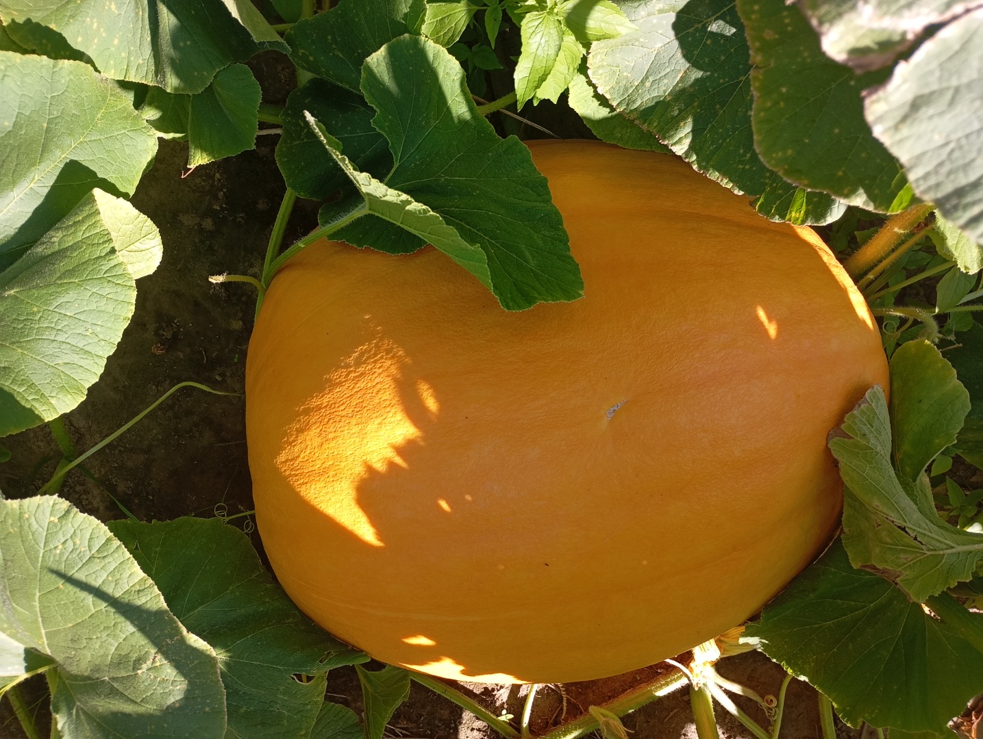 Hola, tengo a la venta una calabaza comestible Golias gigante de mi propia granja, cultivada sin fertilizantes artificiales