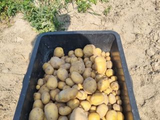 Hola, vendo deliciosas patatas Queen Anne y Michalina caseras.