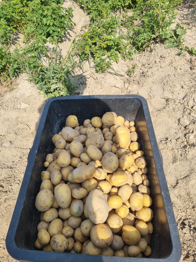 Hola, vendo deliciosas patatas Queen Anne y Michalina caseras