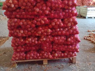 Vendo cebolla de la variedad Nogal, ubicada en el