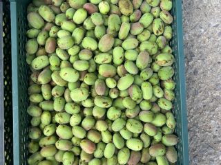 Venta de mini kiwi - variedad Bingo. Embalaje a