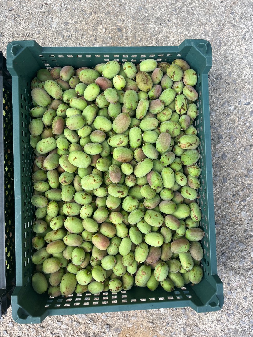 Venta de mini kiwi - variedad Bingo