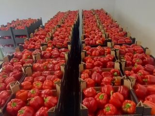 Hola, vendo pimientos clase I del fabricante. Productos hechos