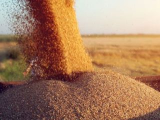 TRIGO. PROTEÍNA 13,5%, GLUTEN 28-30%. Pedido mínimo de 5000