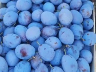 Vendemos ciruelas de origen Ucrania Precio de primera calidad
