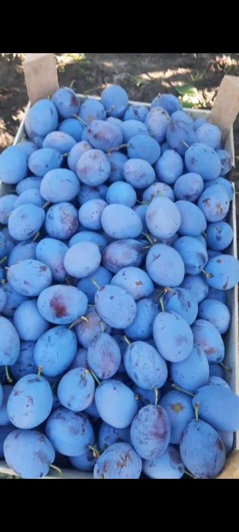 Vendemos ciruelas de origen Ucrania Precio de primera calidad 0,50 céntimos de euro/kg Precio de segunda 0,37 céntimos de euro/kg