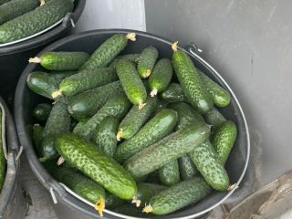 Nuestra empresa vende pepinos de origen Rumanía en grandes
