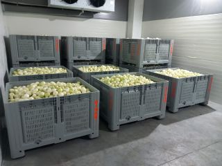 Hola, nuestra empresa es fabricante de cebollas peladas. Cebolla