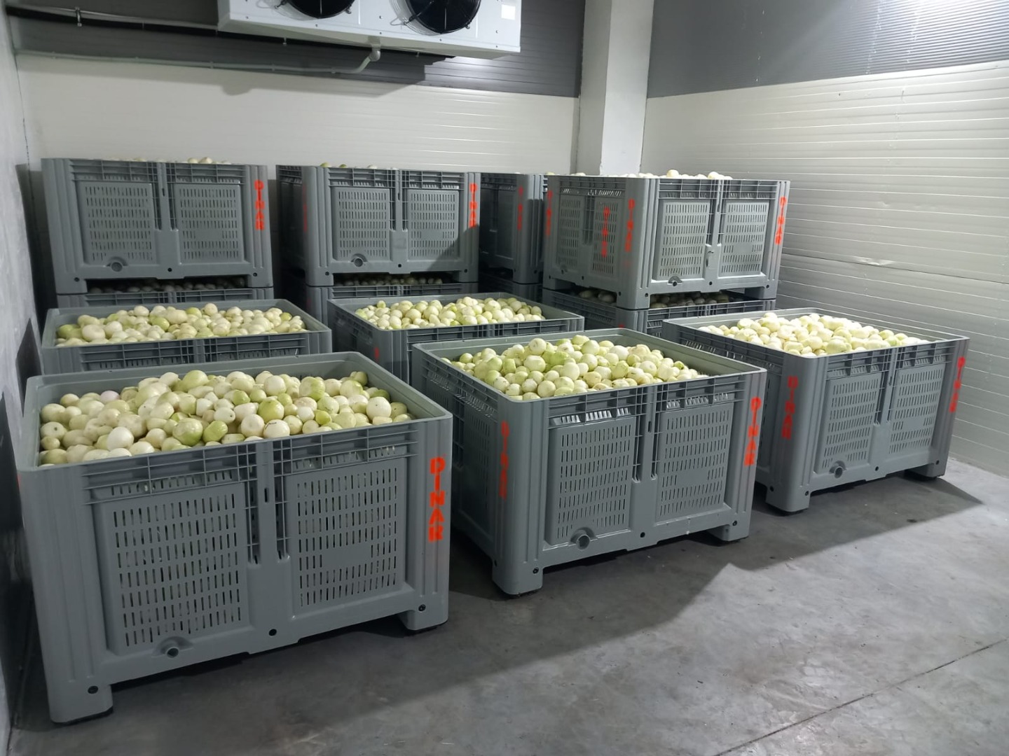 Hola, nuestra empresa es fabricante de cebollas peladas