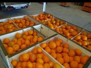 Mandarina española 1 cosecha, Iwasakis, Okitsus, envasada en caja
