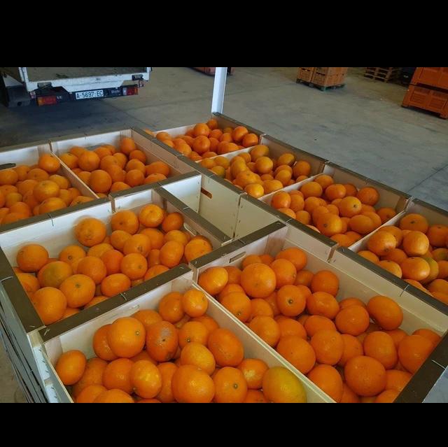 Mandarina española 1 cosecha, Iwasakis, Okitsus, envasada en caja de plástico de 14 kilos