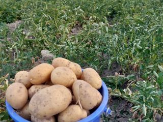 Vendo patatas blancas y rojas en grandes cantidades, envasadas