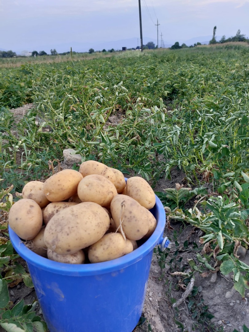 Vendo patatas blancas y rojas en grandes cantidades, envasadas en sacos de 5, 10, 50 kg según pedido