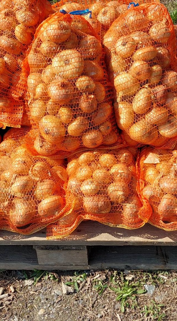 Vendo cebolla blanca empacada en bolsas de 5, 10, 20 kg dependiendo el pedido No se utilizó herbicida ni fertilizante químico