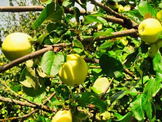 Hola, vendo manzanas Antonówka ecológicas de un antiguo tribunal