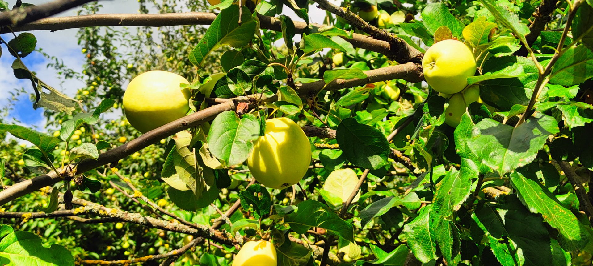 Hola, vendo manzanas Antonówka ecológicas de un antiguo tribunal de larga data, las manzanas pueden no ser grandes, pueden variar de tamaño, pero son