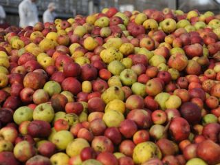 ¡Ofrezco manzanas industriales a la venta en Hungría, en