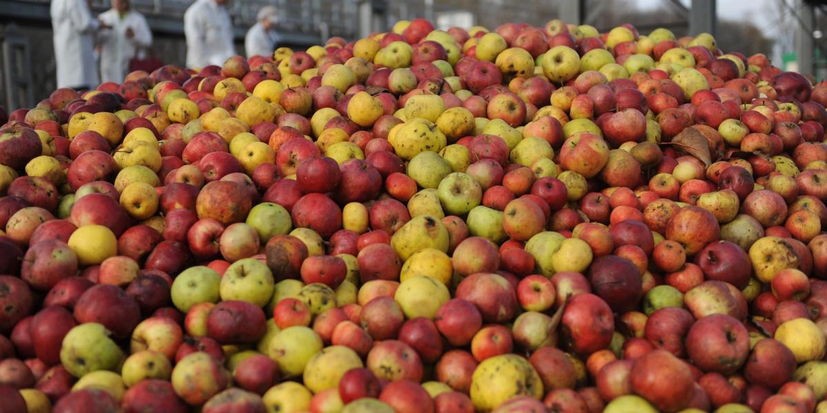 ¡Ofrezco manzanas industriales a la venta en Hungría, en el condado de Szabolcs! ¡Mínimo 20 toneladas!