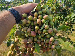 Hola, te invito a comprar Mini kiwi. Fruta disponible