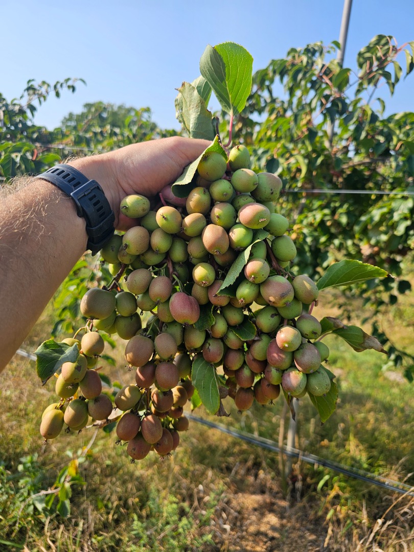 Hola, te invito a comprar Mini kiwi