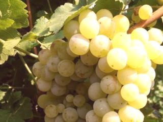 Vendo uvas moscatel otonel, rkatsiteli y junio blanc.