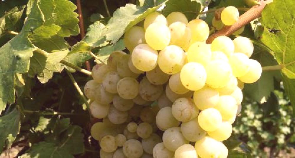 Vendo uvas moscatel otonel, rkatsiteli y junio blanc
