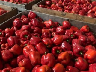 Ofrecemos pimientos rojos, verdes melange enteros y cortados, los