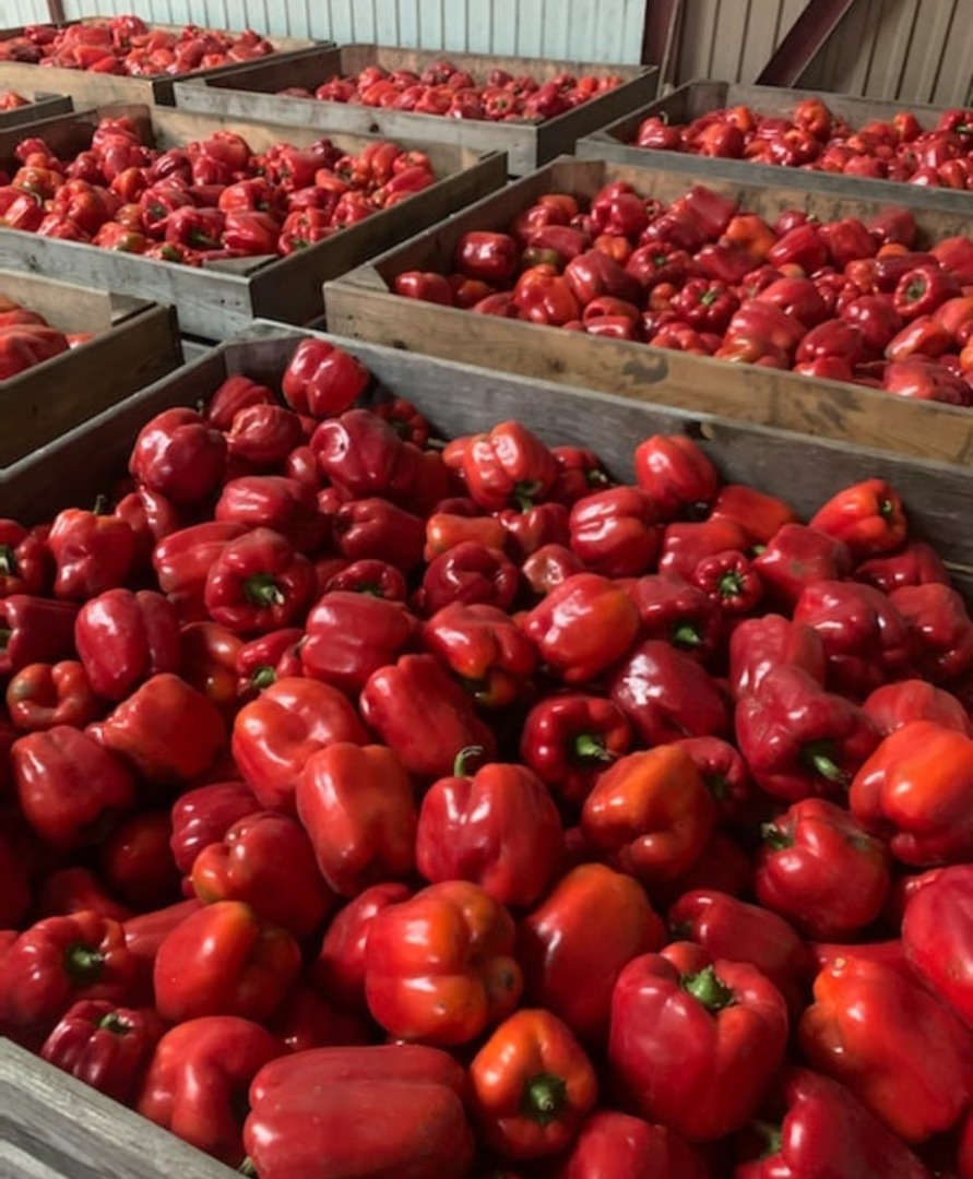 Ofrecemos pimientos rojos, verdes melange enteros y cortados, los invitamos a la cooperación permanente