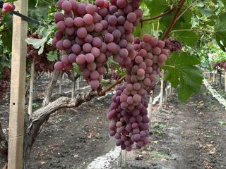 El origen de las uvas es Italia, Sicilia. La