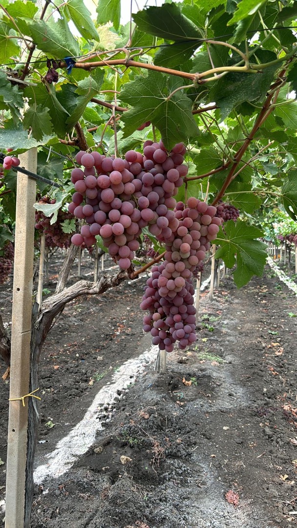 El origen de las uvas es Italia, Sicilia