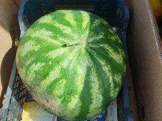 Sandías a la venta, variedad carmesí dulce 5t-20t, condado