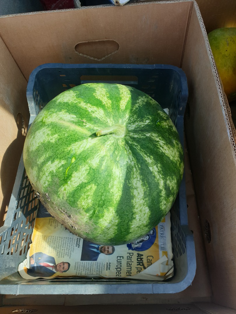 Sandías a la venta, variedad carmesí dulce 5t-20t, condado de Braila, lugar Rosiori Tel: [teléfono]