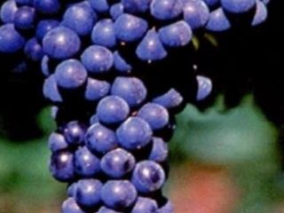 Vendo Lambrusco y Sangiovese de excelente calidad, para más