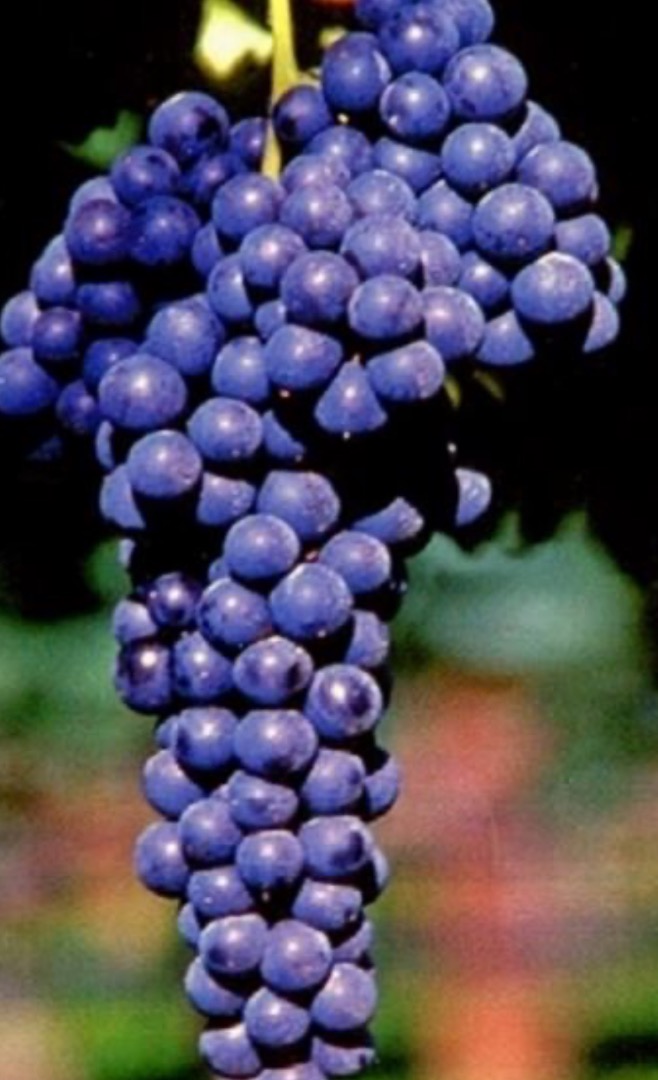 Vendo Lambrusco y Sangiovese de excelente calidad, para más información no duden en contactarme