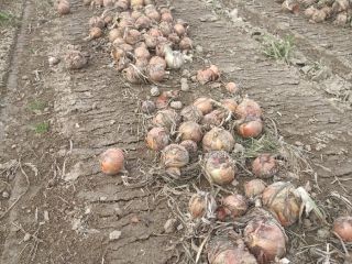 VENDO CEBOLLA ORGÁNICA, PELADA O PELADA, VARIEDADES BONUS Y