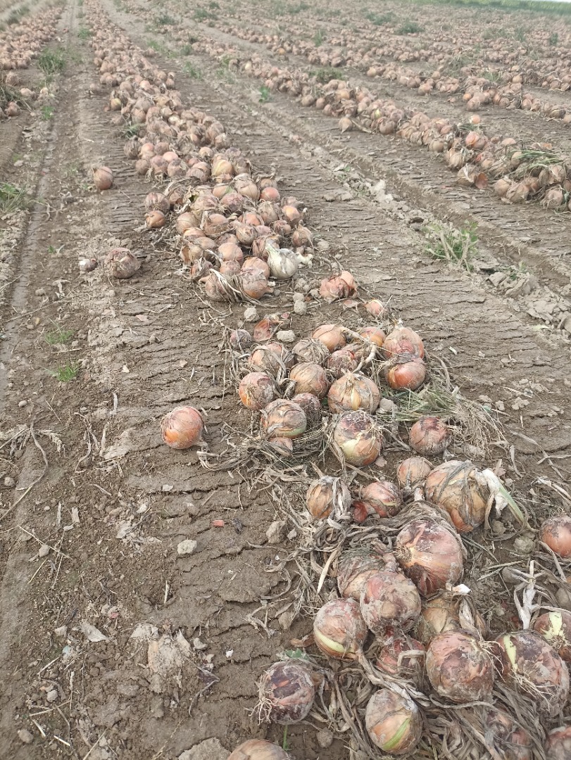 VENDO CEBOLLA ORGÁNICA, PELADA O PELADA, VARIEDADES BONUS Y RUMBA