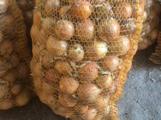 Venderé cebolla en bolsa de 15 kg, disponible para