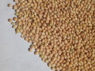 Продам mijo amarillo, blanco sin glifosato.