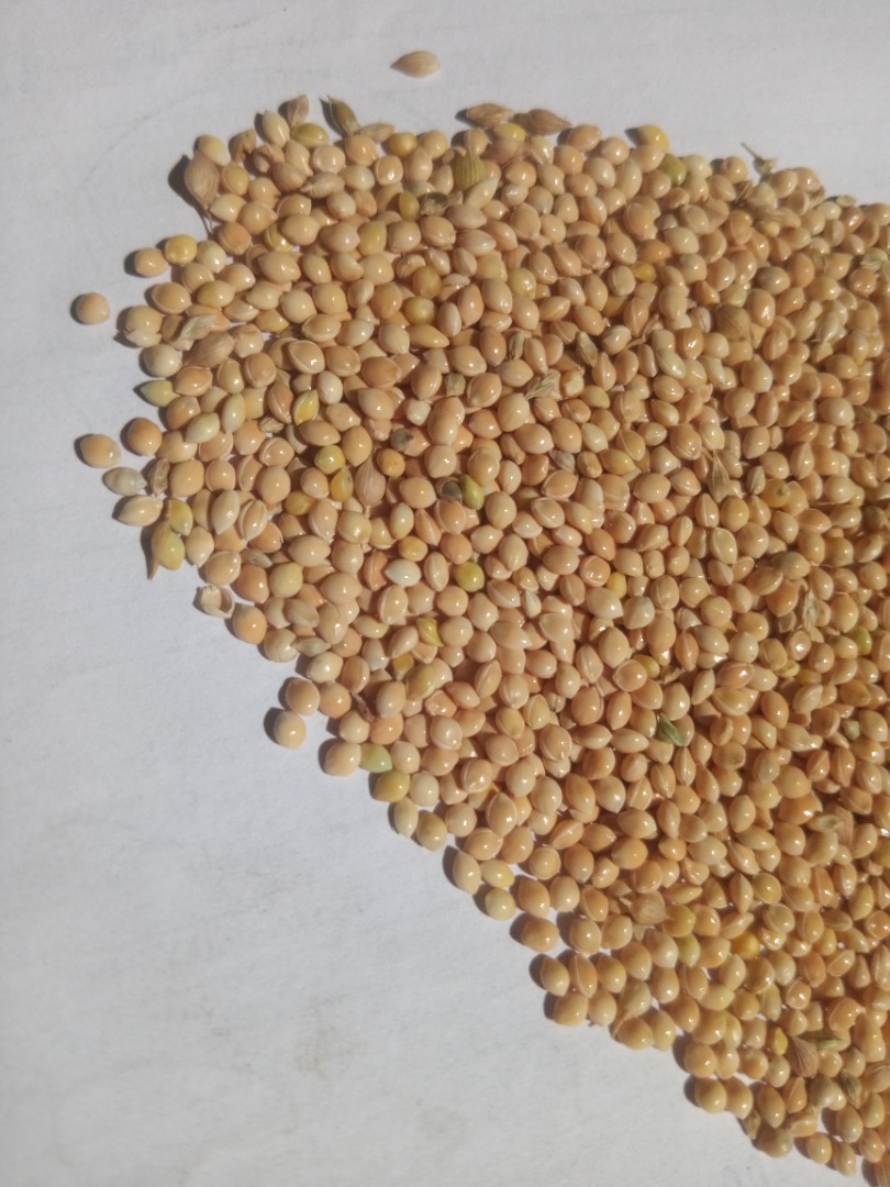 Продам mijo amarillo, blanco sin glifosato