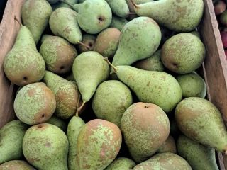 Hola, Como cooperativa de producción agrícola, tenemos a la