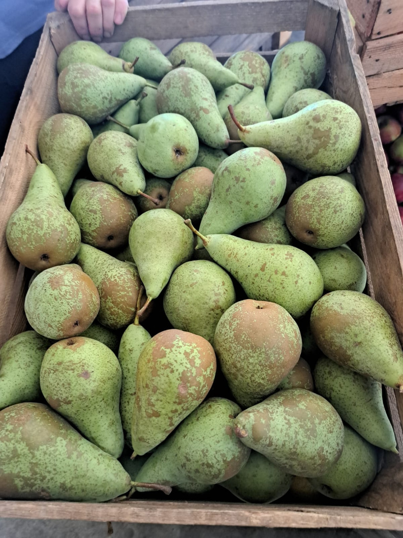 Hola, Como cooperativa de producción agrícola, tenemos a la venta 10.000 kg de peras conferencia de nuestro propio huerto, precio bruto de 4,5 PLN por 1 kg