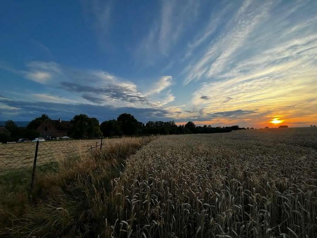 Compramos trigo, triticale, centeno, avena, cebada