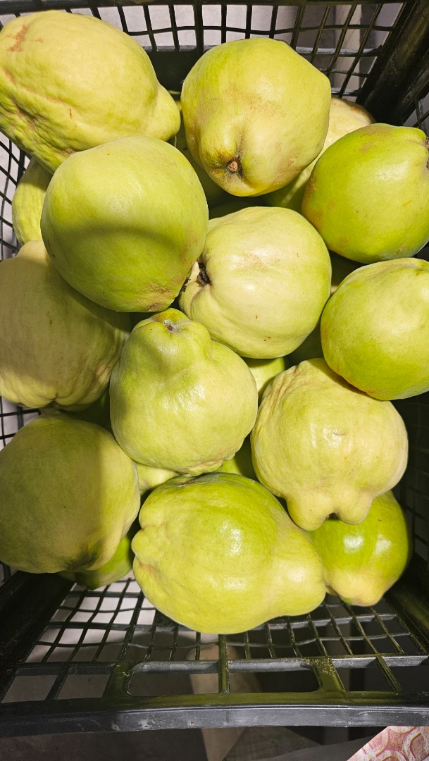 LAS FRUTAS QUE TE TRAEN SALUD EN OTOÑO, LLENAS DE VITAMINAS Y SABOR, LAS LATAS QUE CARGAN LAS RIQUEZAS DEL OTOÑO CON UN SABOR AGRIDULCE