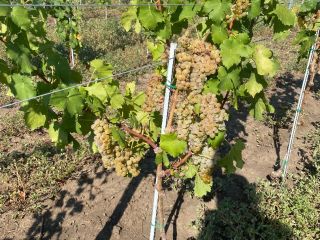Uvas para elaboración de vino, DOC Dealu Mare, de