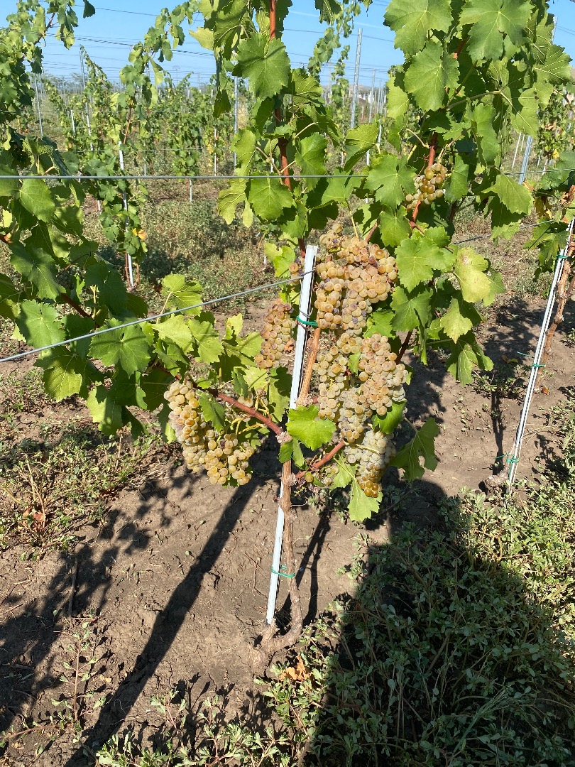 Uvas para elaboración de vino, DOC Dealu Mare, de la mejor calidad, alto contenido en azúcar
